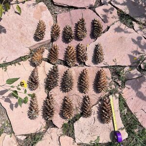 Lot of 20 Golden Giant Long Sugar Pine Cones 7"-9" Freshly Dropped Flagstaff, AZ
